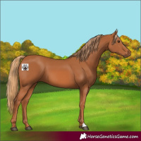 Horse Color:Chestnut 