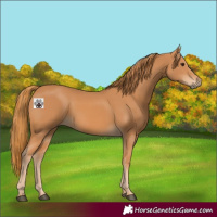 Horse Color:Chestnut 