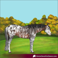 Horse Color:Brown Sabino Splash Appaloosa  and Brown Sabino Splash Appaloosa 