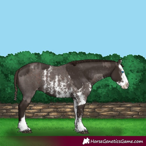 Horse Color:Liver Chestnut Sabino Splash Appaloosa  and Liver Chestnut Sabino Splash Appaloosa 