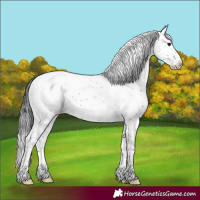 Horse Color:Brown Sabino Appaloosa 