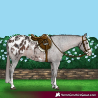 Horse Color:Liver Chestnut Sabino Splash Appaloosa  and Bay Sabino Splash Appaloosa 
