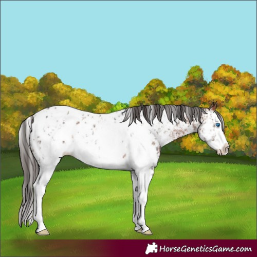Horse Color:Brown Sabino Splash Near Leopard and Bay Sabino Splash Near Leopard
