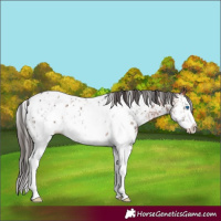Horse Color:Brown Sabino Splash Near Leopard  and Bay Sabino Splash Near Leopard 