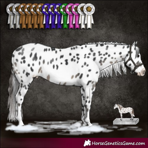 Horse Color:Black Sabino Appaloosa Rabicano 