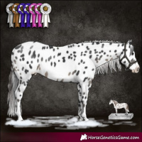 Horse Color:Black Sabino Appaloosa Rabicano 