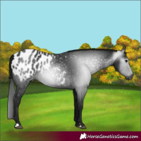 Horse Color:Gray Black Appaloosa 