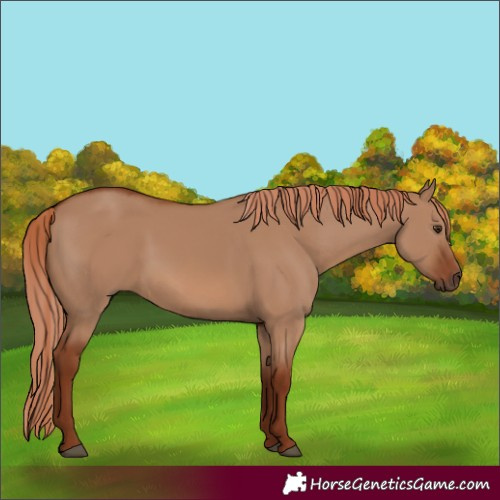 Horse Color:Red Dun 