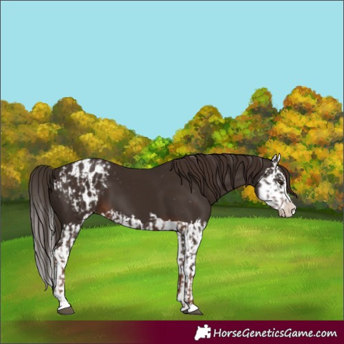 Horse Color:Liver Chestnut Sabino Splash Varnish and Liver Chestnut Sabino Splash Varnish