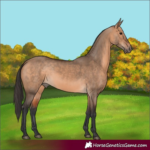 Horse Color:Bay Dun 