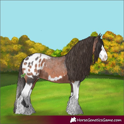 Horse Color:Brown Roan Sabino Splash Appaloosa  and Bay Roan Sabino Splash Appaloosa 