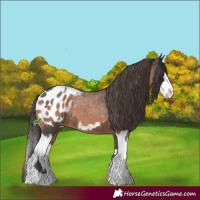 Horse Color:Brown Roan Sabino Splash Appaloosa  and Bay Roan Sabino Splash Appaloosa 