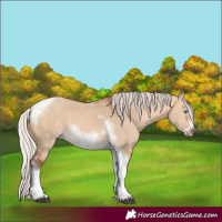 Horse Color:Silver Bay Dun Sabino Tobiano Frame Rabicano 
