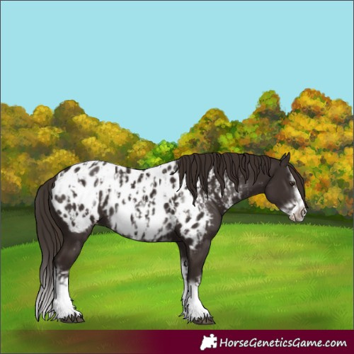 Horse Color:Liver Chestnut Sabino Splash Near Leopard  and Liver Chestnut Sabino Splash Frame Near Leopard 