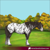 Horse Color:Liver Chestnut Sabino Splash Near Leopard  and Liver Chestnut Sabino Splash Frame Near Leopard 