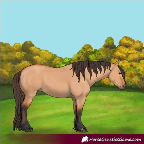 Horse Color:Bay Dun