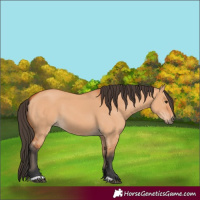 Horse Color:Bay Dun