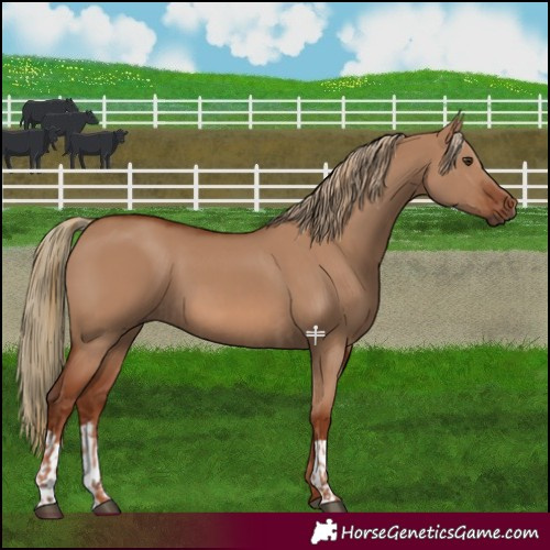 Horse Color:Red Dun  and Red Dun 
