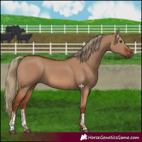 Horse Color:Red Dun and Red Dun