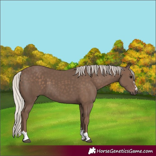 Horse Color:Silver Black