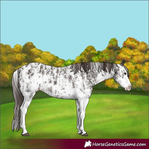 Horse Color:Liver Chestnut Sabino Splash Appaloosa  and Liver Chestnut Sabino Splash Appaloosa 