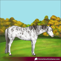 Horse Color:Liver Chestnut Sabino Splash Appaloosa  and Liver Chestnut Sabino Splash Appaloosa 