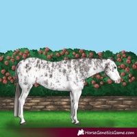 Horse Color:Liver Chestnut Sabino Splash Blanket  and Liver Chestnut Sabino Splash Blanket 