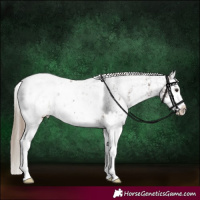 Horse Color:Liver Chestnut Sabino Splash Appaloosa and Liver Chestnut Sabino Splash Appaloosa