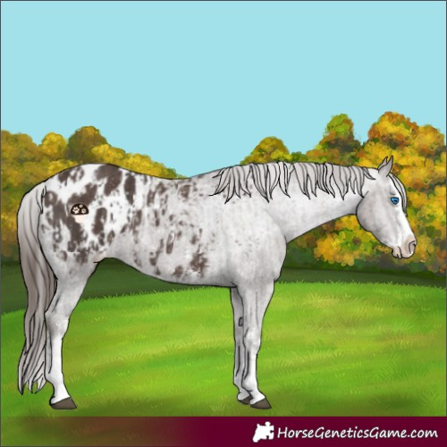 Horse Color:Liver Chestnut Sabino Splash Appaloosa  and Liver Chestnut Sabino Splash Appaloosa 