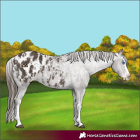 Horse Color:Liver Chestnut Sabino Splash Appaloosa  and Liver Chestnut Sabino Splash Appaloosa 