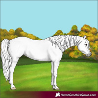 Horse Color:Gray White Spotted Black Splash Tobiano