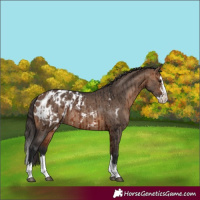 Horse Color:Bay Sabino Splash Appaloosa  and Bay Dun Sabino Splash Appaloosa 