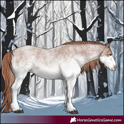 Horse Color:White Spotted Red Roan