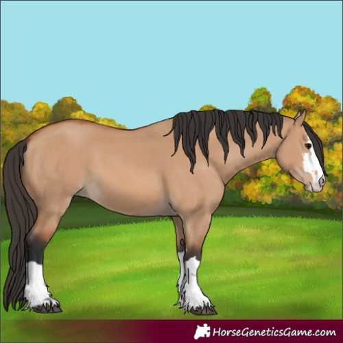 Horse Color:Bay Dun