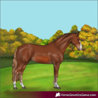 Horse Color:Chestnut 