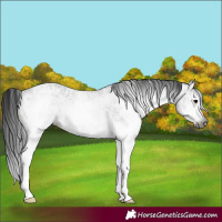 Horse Color:Gray White Spotted Black Ice 
