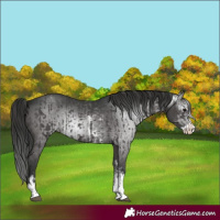 Horse Color:Black Sabino Splash Appaloosa  and Gray Black Sabino Splash Appaloosa 