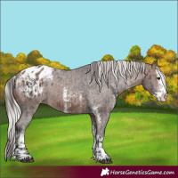 Horse Color:Bay Sabino Splash Appaloosa and Silver Bay Sabino Splash Appaloosa