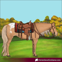 Horse Color:Chestnut Appaloosa 