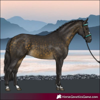 Horse Color:Buckskin 