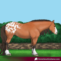 Horse Color:Bay Appaloosa 