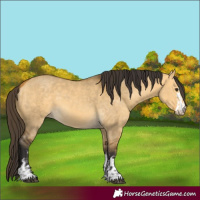 Horse Color:Buckskin Dun  and Buckskin Dun 