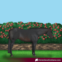 Horse Color:Brown 
