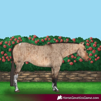 Horse Color:Bay Dun  and Bay Dun Tobiano 