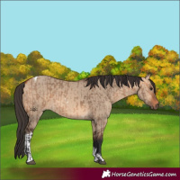 Horse Color:Bay Dun  and Bay Dun Tobiano 