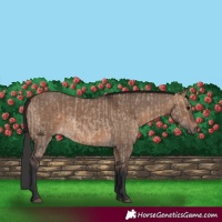 Horse Color:Brown Dun and Brown Dun