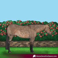 Horse Color:Brown Dun and Brown Dun