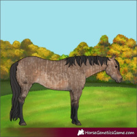 Horse Color:Brown Dun  and Brown Dun 