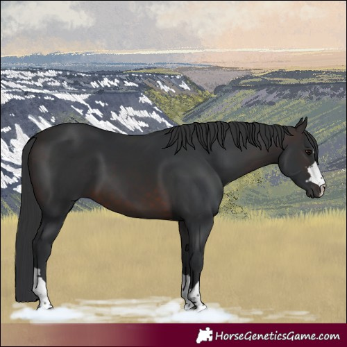 Horse Color:Brown 
