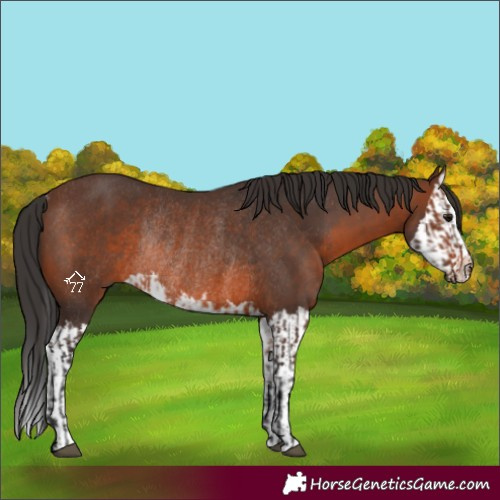 Horse Color:Brown Rabicano and Brown Splash Rabicano